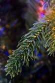 200cm Pre-lit Outdoor Woodland Pine Tree - Multicolour