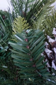 50cm Decorated Mixed Pine Wreath with Red Baubles