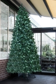 The 12ft Pre-lit Ultra Devonshire Slimline Tree Warm White/White