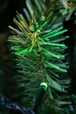 The 5ft Mountain Pine Tree