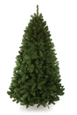 The 18ft Arbor Vitae Fir Tree