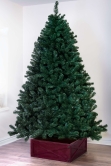 The 12ft Arbor Vitae Fir Tree