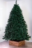 The 5ft Arbor Vitae Fir Tree