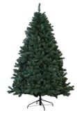 The 9ft Arbor Vitae Fir Tree