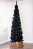 The 5ft Black Italian Pencilimo Tree