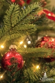 The 6.5ft Outdoor Woodland Pine Tree