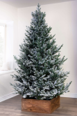 The Frosted Ultra Mountain Pine (6ft to 7ft)