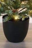 The 3ft Pre-lit Cairngorm Pine Potted Tree (Indoor/Outdoor)