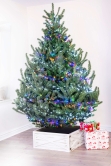 The Mountain Pine Tree (4ft to 8ft)