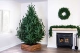 The Mountain Pine Tree (4ft to 8ft)