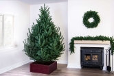 The Mountain Pine Tree (4ft to 8ft)