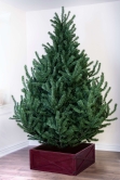 The 7ft Mountain Pine Tree