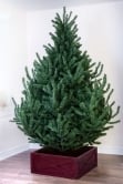 The 8ft Mountain Pine Tree