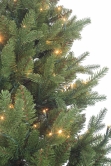 The Vivace Pine Tree (4ft-8ft)