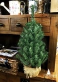 The 60cm Potted Mountain Pine Tree