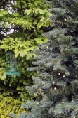 The Pre-lit Outdoor Woodland Pine Tree