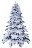 The 7ft Snow White Fir Tree