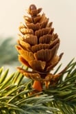The 3ft Pre-lit Cairngorm Pine Potted Tree (Indoor/Outdoor)
