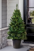 The 4ft Majestic Dew Pine Potted Tree (Indoor/Outdoor)