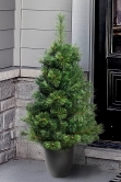 The Majestic Dew Pine Potted Tree (3ft to 4ft)