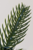The 7ft Indoor/Outdoor Ultra Slim Mixed Pine