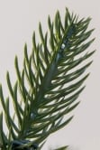 The 7ft Indoor/Outdoor Pre-lit Ultra Slim Mixed Pine