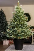 The 4ft Cairngorm Pine Potted Tree (Indoor/Outdoor)