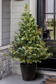 The 4ft Cairngorm Pine Potted Tree (Indoor/Outdoor)