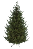 The 4ft Ultra Mountain Pine