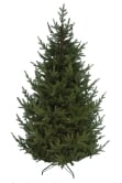 The 6ft Ultra Mountain Pine