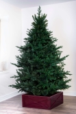 The Ultra Mountain Pine (4ft to 8ft)