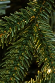 The 5ft Pre-lit Woodland Pine Tree