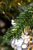 The 7ft Pre-lit Woodland Pine Tree