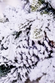 50cm Frosted Decorated Mixed Pine Wreath with White Baubles