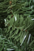 The Ultra Mixed Pine Wreath (50cm-60cm)