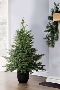 The 3ft Cairngorm Pine Potted Tree (Indoor/Outdoor)