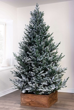 The 6ft Frosted Ultra Mountain Pine