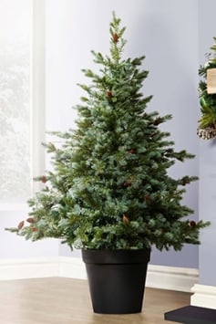 The Cairngorm Pine Potted Tree (3ft to 4ft) 