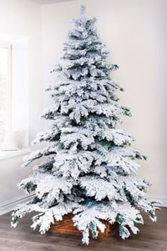 The Snow White Fir (5ft to 8ft)