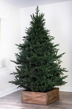 The 8ft Ultra Mountain Pine