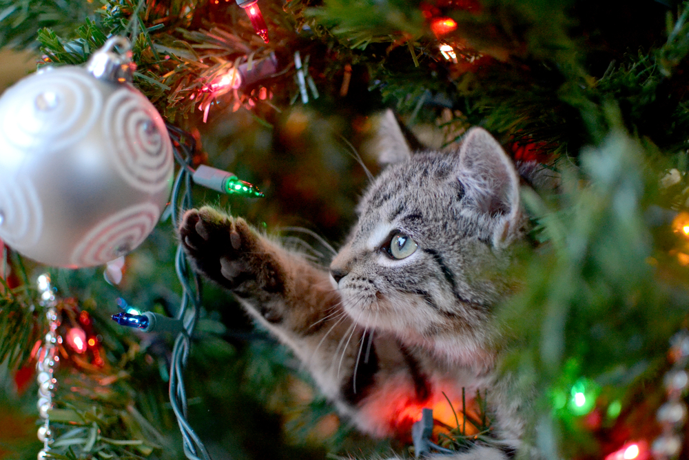 Cat in a Christmas tree reaching out to touch a silver bauble