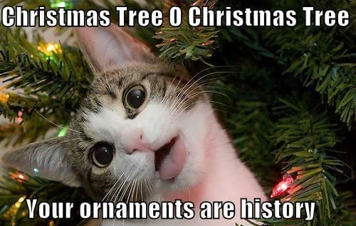 christmas-tree-cat-meme-011