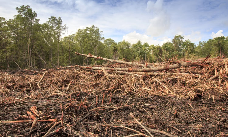 Borneo Deforestation