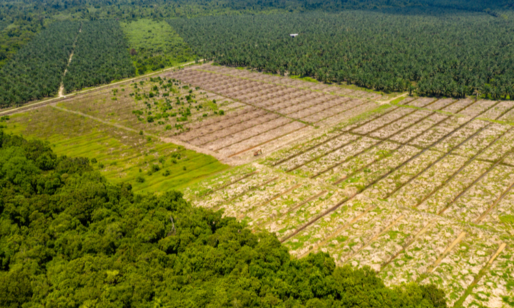 Borneo Palm Oil Plantation