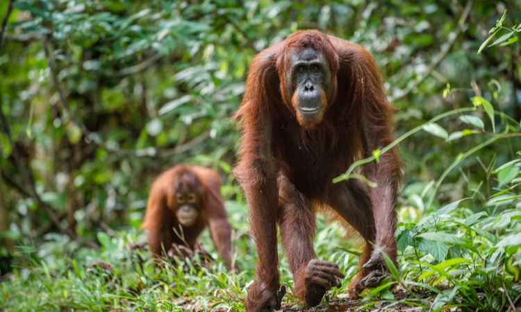 Orangutan Borneo